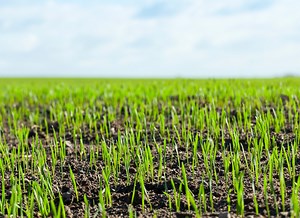 Seed Flaming | Engineering and Mathematical Sciences | UWA