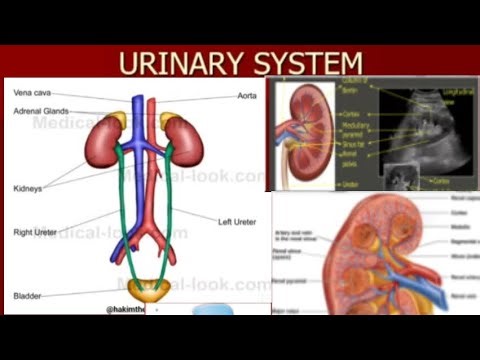*"Urinary System Anatomy and Physiology: A Comprehensive Review of Upper and Lower Urinary Tracts"*