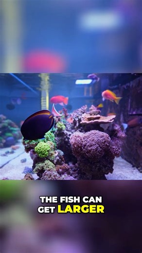 Bigger tank = Bigger Fish! Awesome 450 gallon Tank built by a Beginner