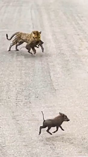 313K views · 461 reactions | Leopard hunting warthog #snakes #challenge #reelsfbシ #wildanimals #wildlife #cobra #cobrasnake #Tiktok #trendingreels #OMG #birds #girraffe #lions #leopard #leopard #warthog | Joshop | Facebook