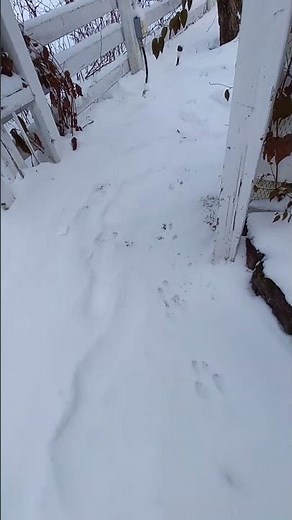 Squirrel Tracks In The Fresh Snow