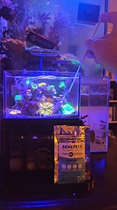1.4K views · 49 reactions | Monday munchies in the 40oz Micro Reef!  | PNW Custom | Facebook