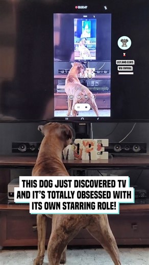 6K views · 495 reactions | Dog cant stop watching itself on the tv screen | The Koala | Facebook