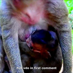 TOP CRY ! Popeye make baby Polly cry many time cos Polly hungry beg milk 🥲💔 Check full vdo in first comment | Hello Monkey