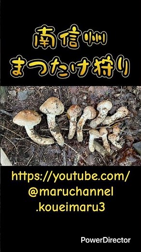 松茸狩り 南信州 #まつたけ #ツガタケ