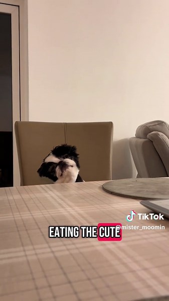 Adorable Senior Japanese Chin: A Memorable Rescue Story