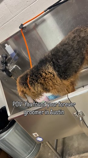 3 comments | Just in time for the holidays 旅 • Get your dog in! LINK IN BIO  • #austindoggroomer #doggrooming #austintx #fluffnbuff #doggroomer #austintexas | Fluff ‘n’ Buff Dog Grooming | Facebook