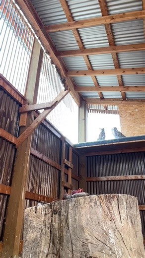 12K views · 321 reactions | Soon to be released....Female Great horned owl admitted from Glendive, MT for severe emaciation in Sept. Get it while the gettin is good! | Montana Raptor Conservation Center | Facebook