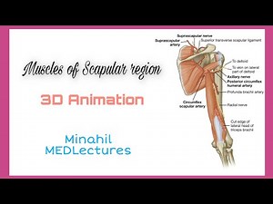 3D Animation of muscles of Scapular region | Origin,insertion and Nerve Supplies
