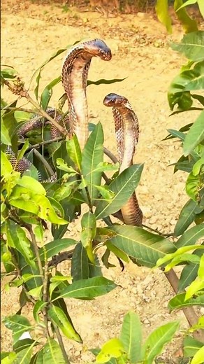 Two Cobras on a Tree | Stunning Natural Behavior #snakelovers #naturelovers #amazingnature