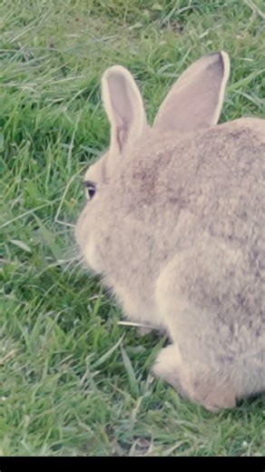 Cute Rabbits!! (Up Close) #cuteanimals #rabbit #wildlife #nature