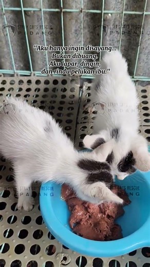 RESCUE KITTEN #cat #shortvideo #kitten