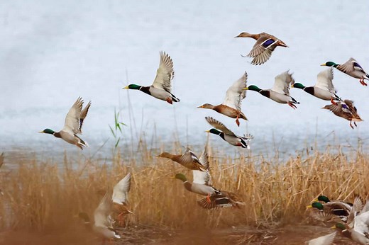 The 16 States With the Absolute Best Duck Hunting