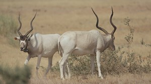 5.3K views · 165 reactions | 懶 Love is in the air Last November, we were lucky enough to observe these addax courting, and capture their dance thanks to Sean Viljoen - Motion & Stills | Sahara Conservation | Facebook
