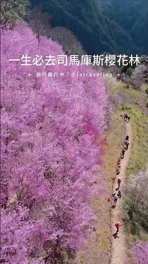 一生必去，上帝的部落「司馬庫斯」櫻花林接近滿開啦！