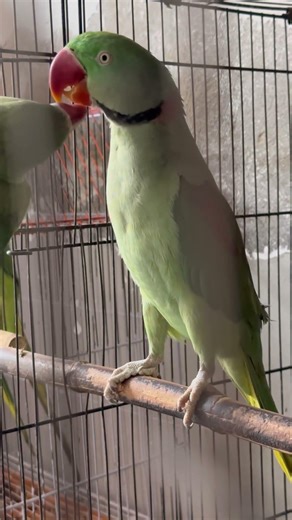 Parrot talking episode 92 #talkingparot #greencolor