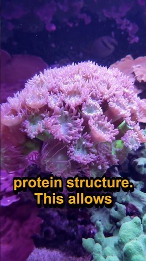 Deepest Coral Could Survive on Land