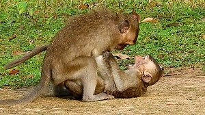 Scream loud so terrify when push down like this ! | Monkey Wildlife