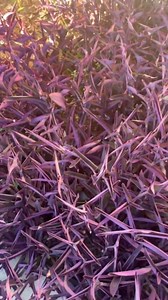 15 Jew cuttings Purple Heart Wandering Tradescantia Pallida Purpurea Around 4"-8" Long