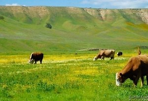 California Valley, California - Alchetron, the free social encyclopedia