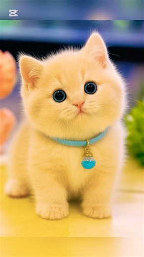 Cute kitties 😍😍#cute #cat #kitten