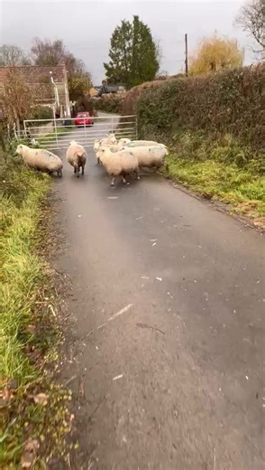 🐑Tomorrow in the Breeding Ewe Section🐑 As part of our Catalogued Sale of In-lamb Ewes & Ewe Lambs, is the below entry selling on behalf of AED Attwell, Street, Somerset. ⭐️8 Dorset X Ewes, 6T/FM ⭐️Scanned in lamb to Chartex and Suffolk Rams, with 2 doubles & 6 singles. Due to lamb 10th January - 15th February ⭐️Heptavac P Catalogue can be found here (subject to change) ➡️ https://bit.ly/DecemberEweandEweLamb For more information, please contact our Market Office 📞01278 410278 ✉️market@gth.net