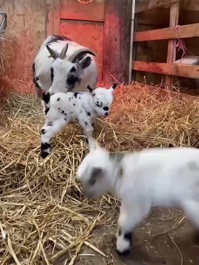 Happy Baby Goat Jumping with Joy 🐐😍 | Cute Goat Video