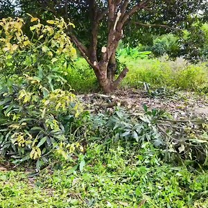 Racing the Storm—We Restored This Abandoned House Just in Time! (Part 2)⛈️🏚️#ExtremeCleanup #HomeRestoration #BeforeAndAfter #SatisfyingTransformation #CleanUpProject | Clean The Old House