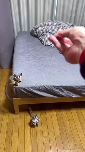 The Smallest Monkey's Amazzzzzzzing Jump | The Tarsier - with Best Jumping Skill |