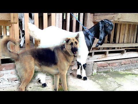 goat and dog mating in the yard