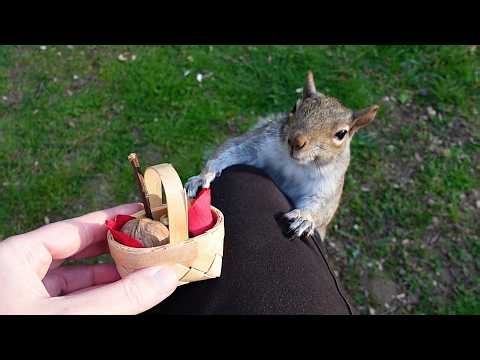 Squirrels' hilarious reactions to mini baskets
