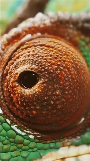 nature #lizard #discovery #short