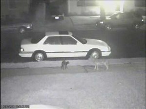 Cat vs. Coyote. Featured on the Discovery Channel!!!