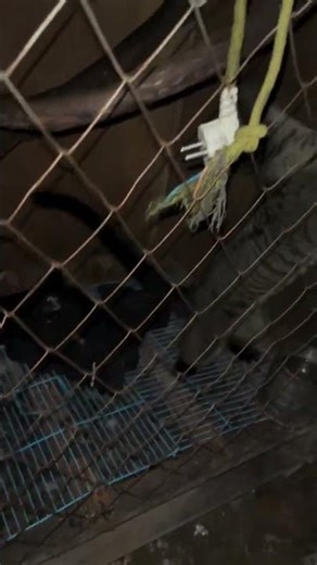 "She’s Back! Cika’s Recovery Will Melt Your Heart 🐾💕"