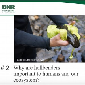 New Indiana DNR Webinar, Conservation of the Hellbender: Experts Unite