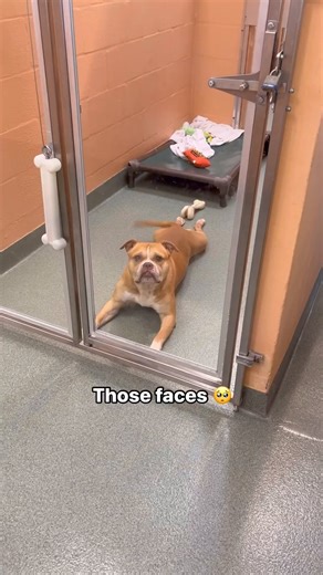 58K views · 4.8K reactions | So many hopeful faces 梁 All of these...