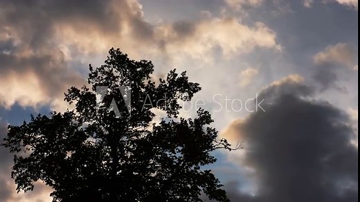 Windy day tree silhouetted against an evening sky. Scudding clouds silhouette blown around tree tops.
