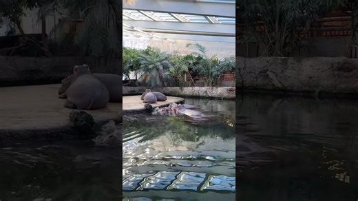 Listen Closely—Hippo Sounds Are Surprisingly Sweet