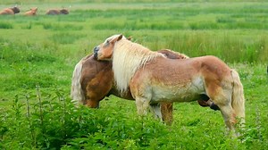 Horse, Pony, Animal. Free Stock Video