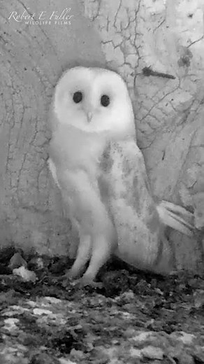 Barn Owl Chick Hears Thunder for the First Time 🦉🐥😲 #shorts