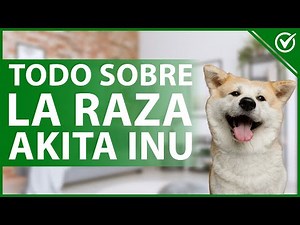 🐶 Is the Akita Inu Dog Breed Dangerous? - Information and Characteristics 🐶