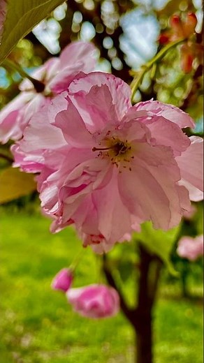 4K Sakura Close-Up 🌸 Cinematic Spring Nature HDR #shorts