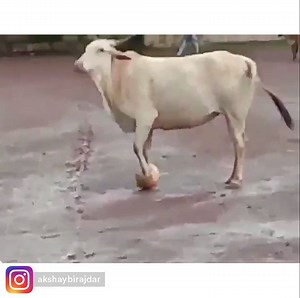 This is the funniest thing you will see today! | GiveMeSport