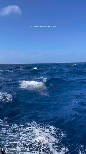 60K views · 3.4K reactions | Did you know you can see orcas right off...