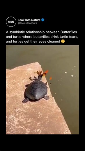 Nature on Instagram: "Tears of the wild, nature's delicate pact! Delicate butterflies perch on a turtle's face, gently sipping its tears in a strangely beautiful ritual known as lachryphagy, where they extract vital sodium and minerals absent from their nectar diet. Often seen in the Amazon with yellow-spotted river turtles, whose abundant saline tears lubricate eyes against dust and irritants, this draws clusters of butterflies seeking nutritional boosts. ​ While it appears butterflies clean th