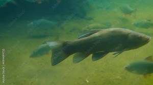 Tench (Tinca tinca) fish underwater, swimming slowly in the cold water