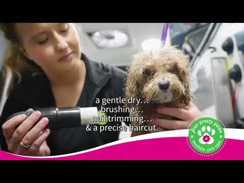 Professional Grooming Reimagined 🎵🐾 | Four Pretty Paws Mobile Pet Spa
