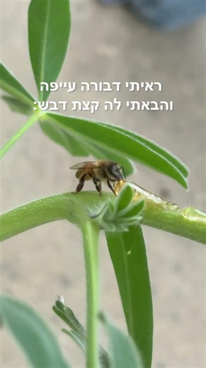 ראיתי דבורה עייפה