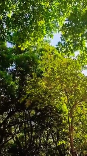 My Favourite Spot 😍 #tamhininaturesnest #samsungs23ultra #nature #peaceful #jungle #viral