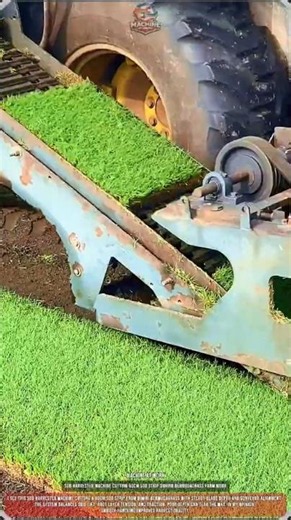 Sod Harvester Machine Cutting 60cm Sod Strip During Bermudagrass Farm Work